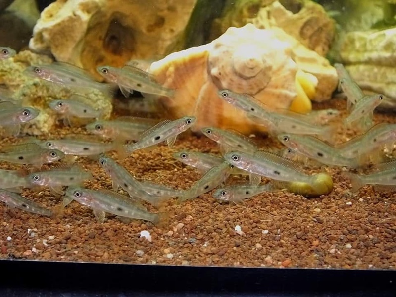 Lepidiolamprologus attenuatus